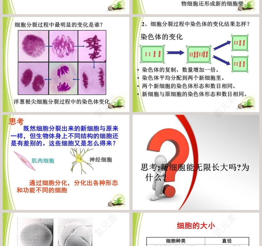 细胞通过分裂而增殖的生物学原理及PPT模板第4张