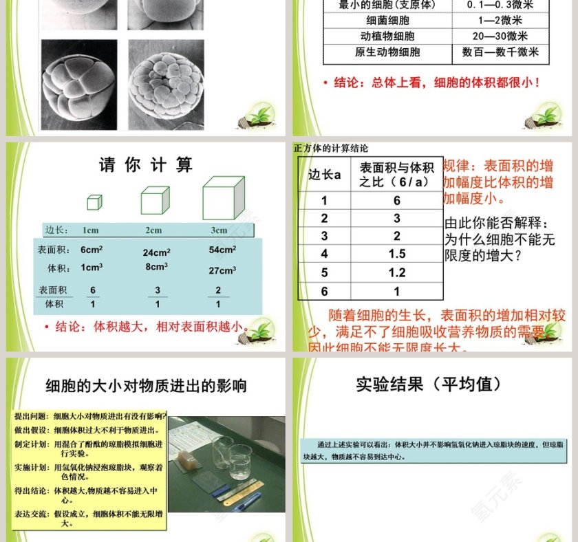细胞通过分裂而增殖的生物学原理及PPT模板第5张
