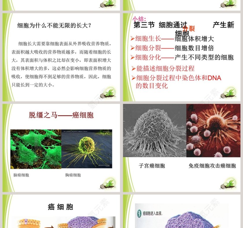 细胞通过分裂而增殖的生物学原理及PPT模板第6张