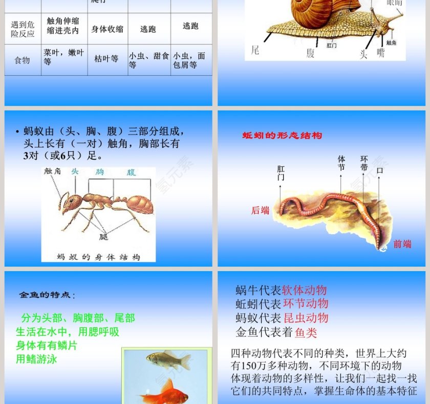 我们和动物有哪些相同和不同教学ppt课件第3张