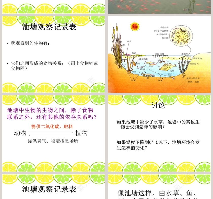 16-池塘生物的相互联系教学ppt课件第2张