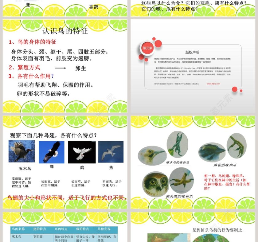 鄂教版五年级科学上册课件-林中的鸟教学ppt课件第2张