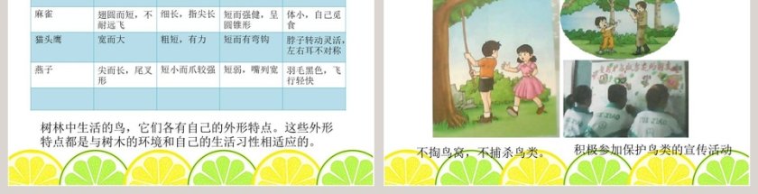 鄂教版五年级科学上册课件-林中的鸟教学ppt课件第3张