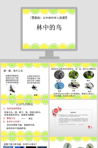 鄂教版五年级科学上册课件-林中的鸟教学ppt课件