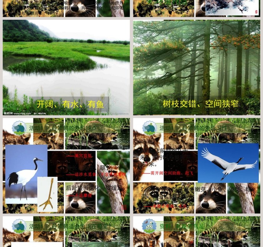 动物与环境教育培训PPT模板第2张