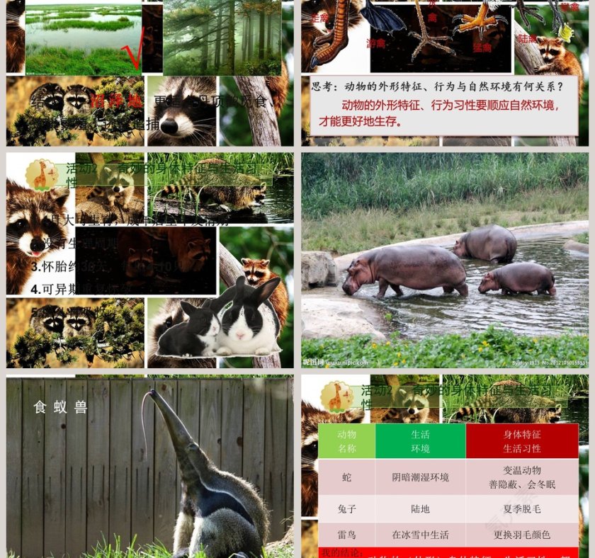 动物与环境教育培训PPT模板第3张