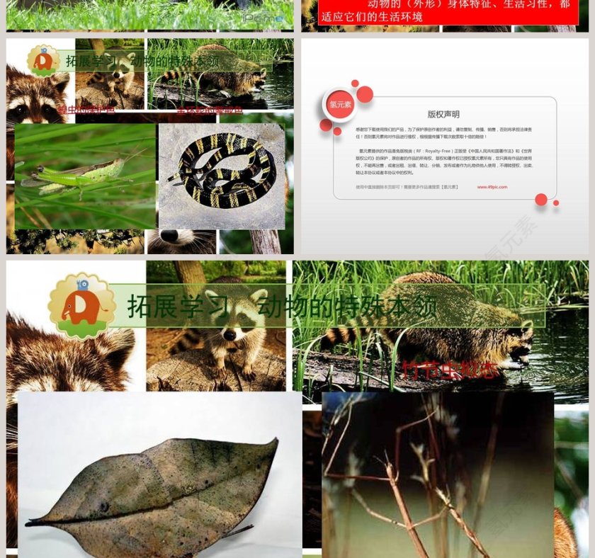 动物与环境教育培训PPT模板第4张