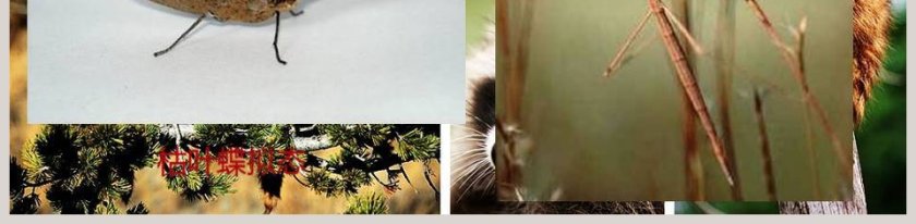 动物与环境教育培训PPT模板第5张