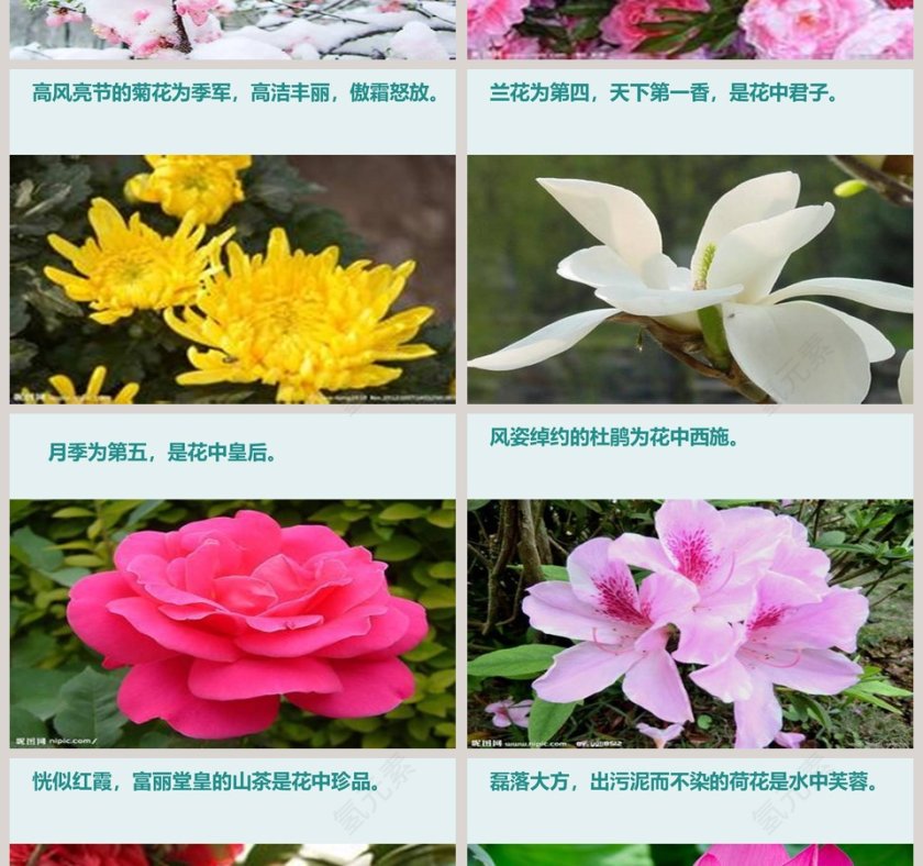 花开花落为哪般ppt模板第2张