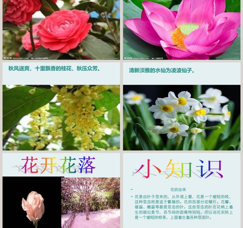 花开花落为哪般ppt模板第3张