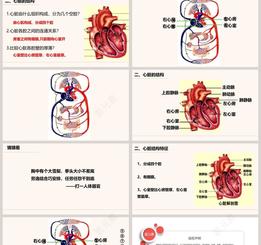 第三节-输送血液的泵教学ppt课件第2张