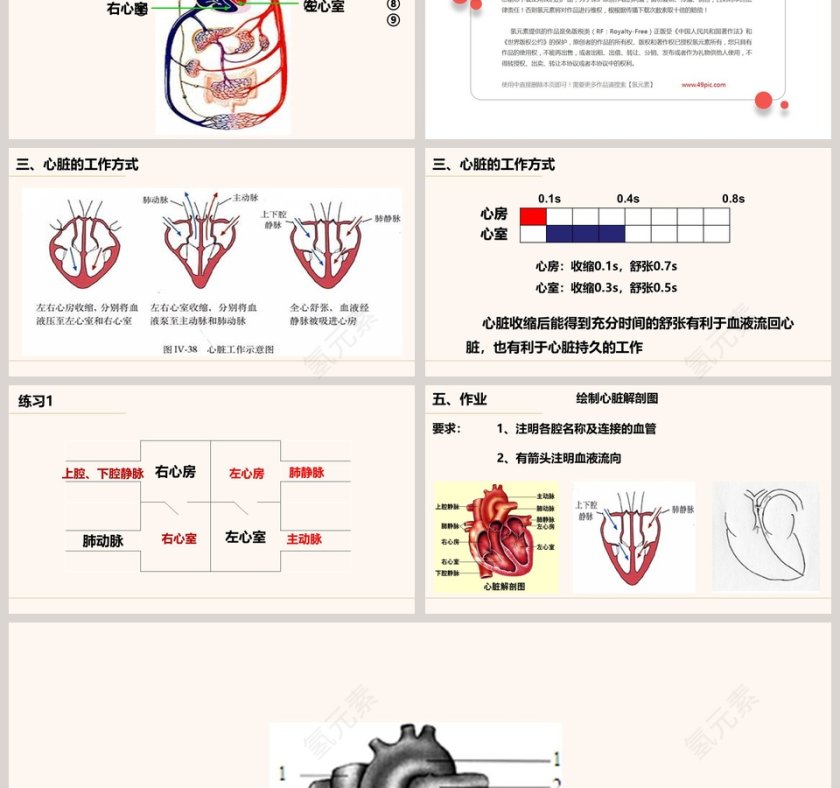 第三节-输送血液的泵教学ppt课件第3张