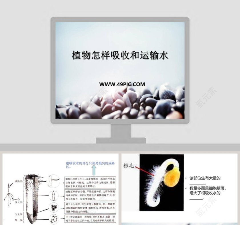 植物怎样吸收和运输水教学ppt课件第1张