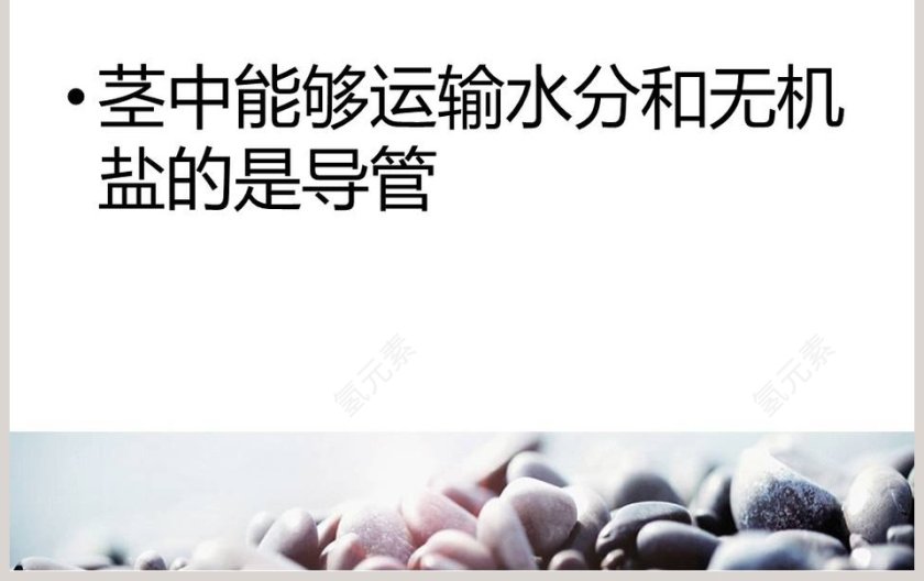 植物怎样吸收和运输水教学ppt课件第3张