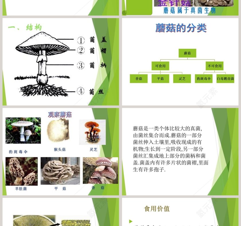 鄂教版五年级科学上册-蘑  菇教学ppt课件第2张