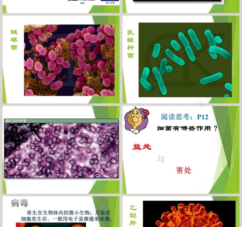 鄂教版五年级科学上册-蘑  菇教学ppt课件第4张