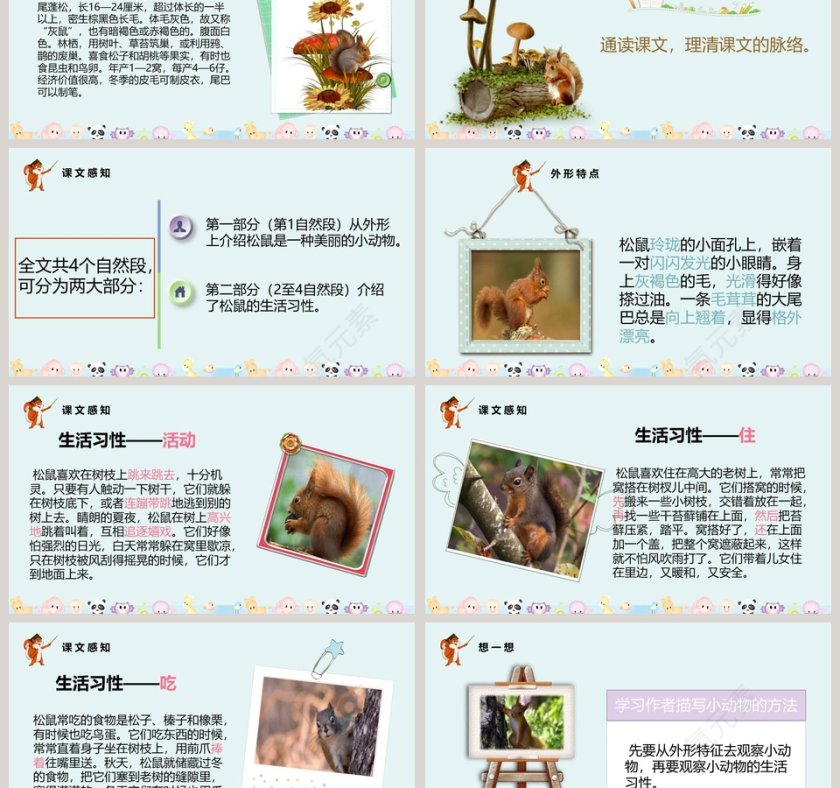 课文解析松鼠语文课件PPT第3张
