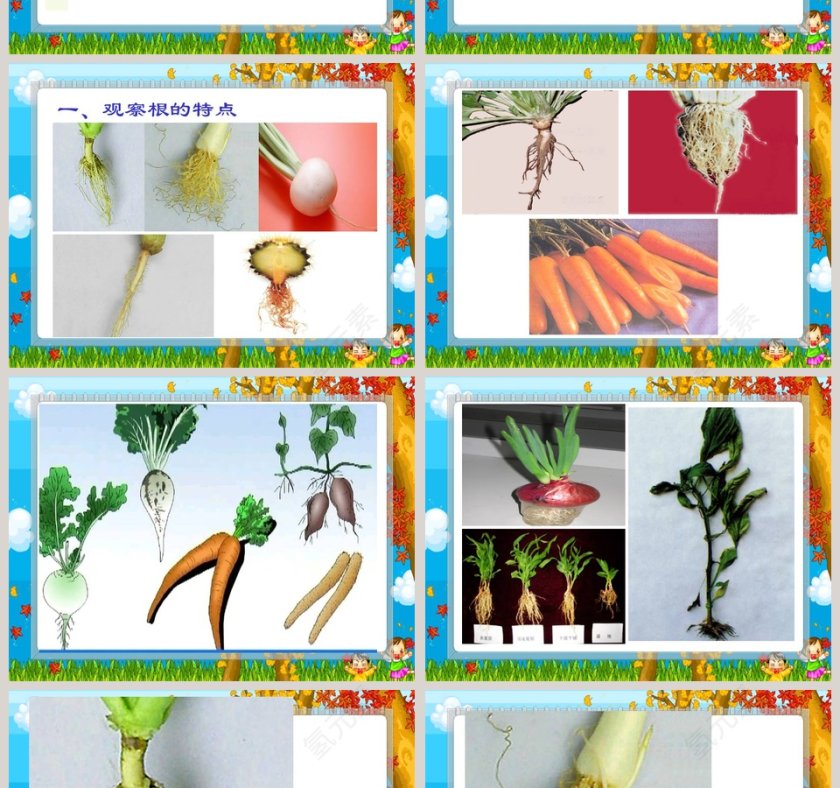 青岛版六年制 四年级科学上册-植物的根教学ppt课件第2张