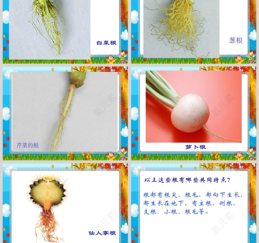 青岛版六年制 四年级科学上册-植物的根教学ppt课件第3张