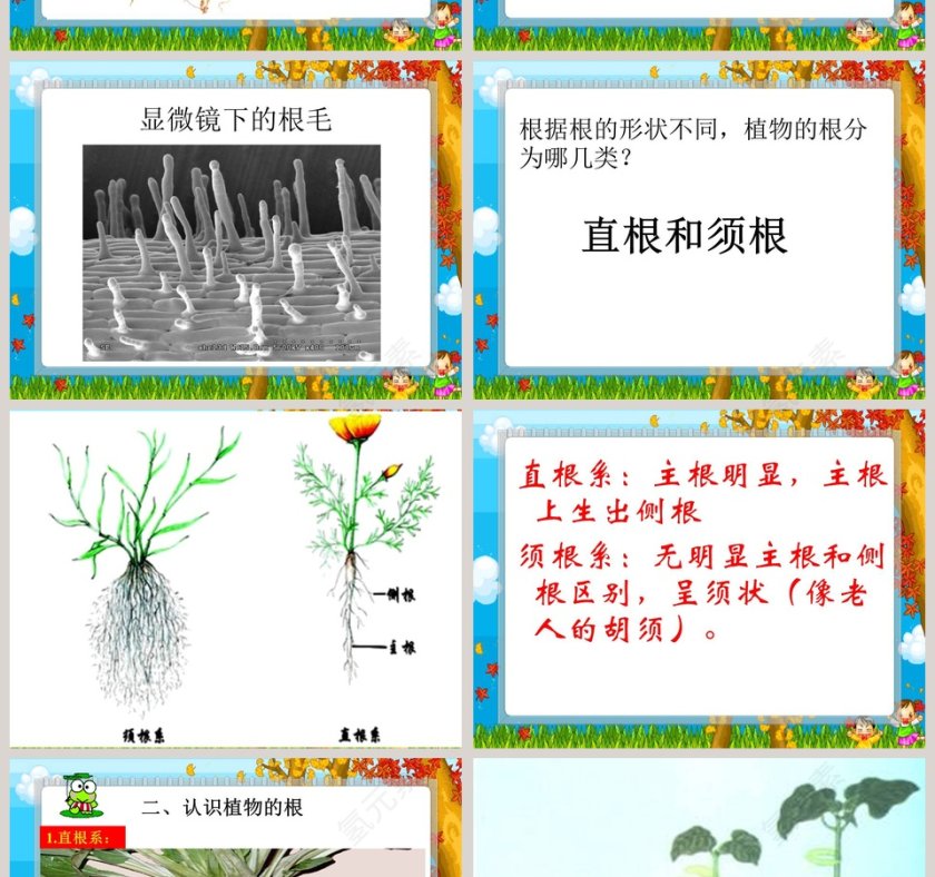 青岛版六年制 四年级科学上册-植物的根教学ppt课件第4张