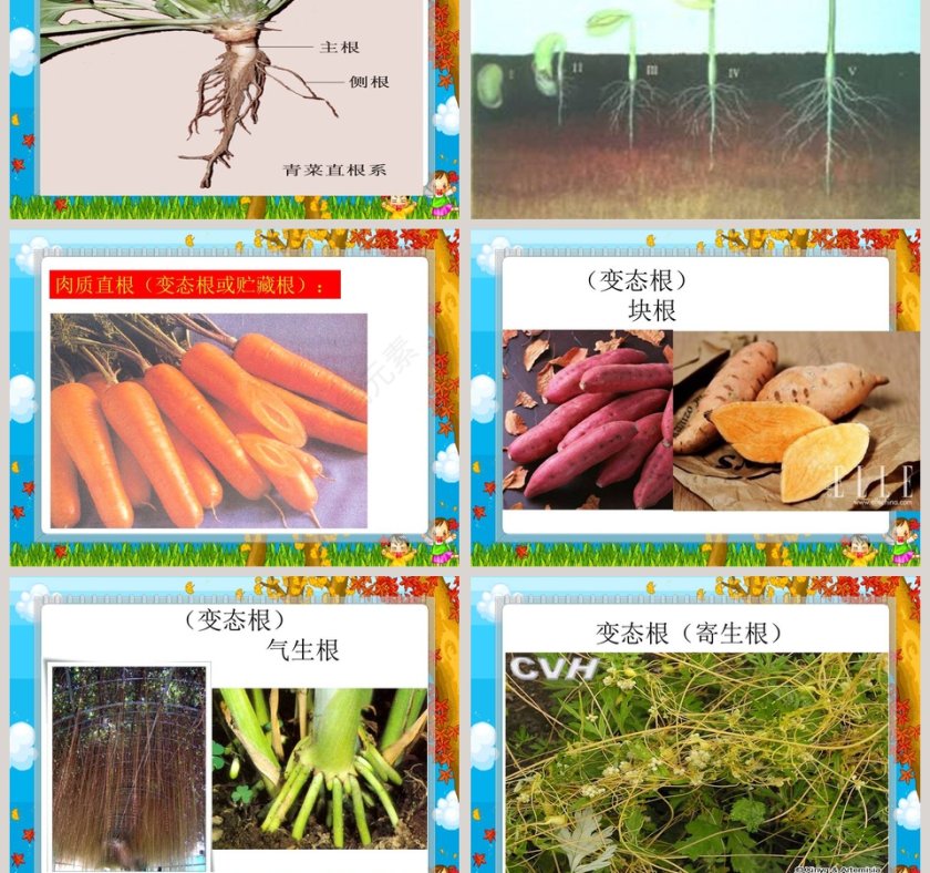 青岛版六年制 四年级科学上册-植物的根教学ppt课件第5张
