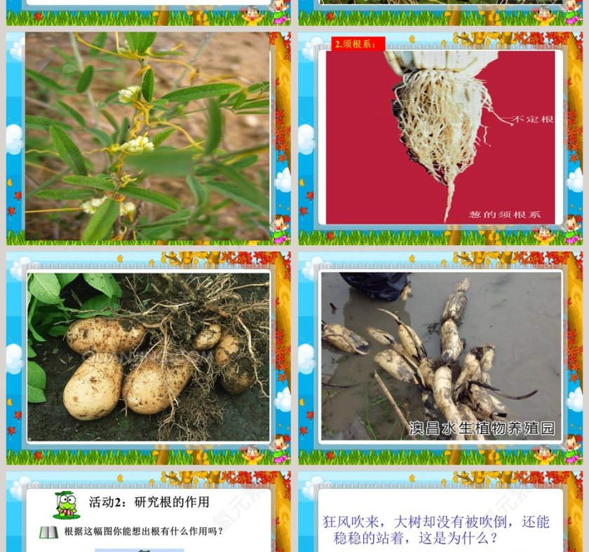青岛版六年制 四年级科学上册-植物的根教学ppt课件第6张