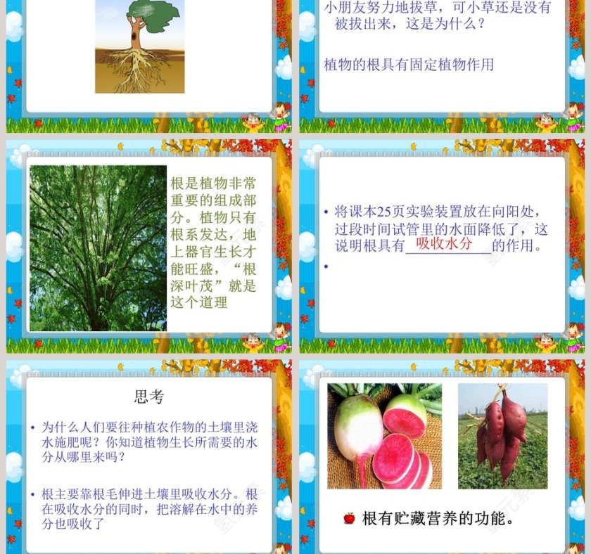 青岛版六年制 四年级科学上册-植物的根教学ppt课件第7张