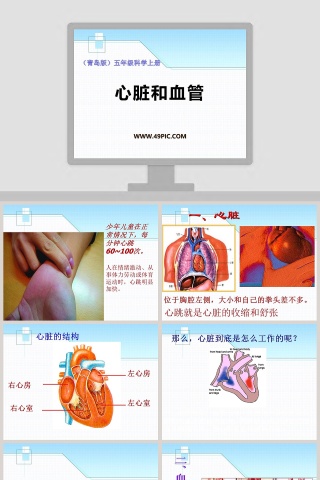 青岛版五年级科学上册-心脏和血管教学ppt课件