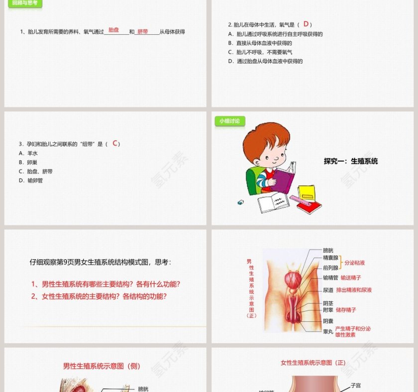 -人的生殖教学ppt课件第2张