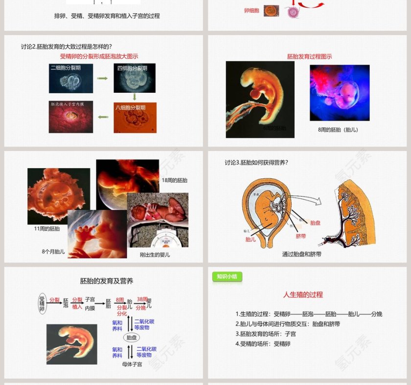 -人的生殖教学ppt课件第4张