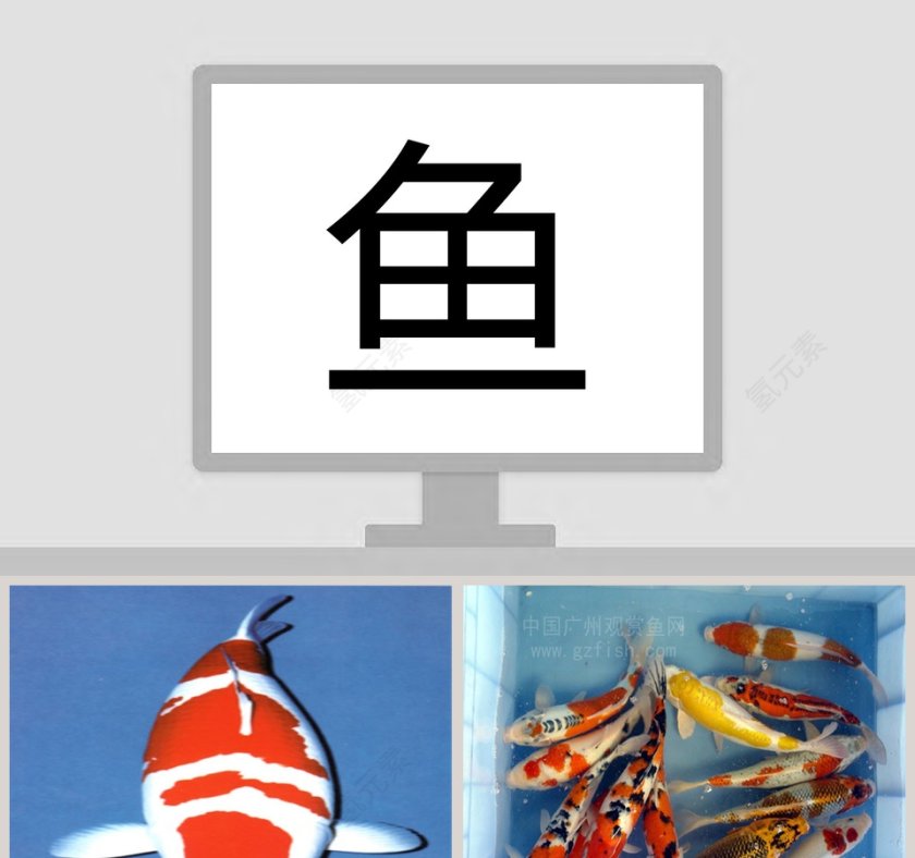 大班科学课件：鱼第1张