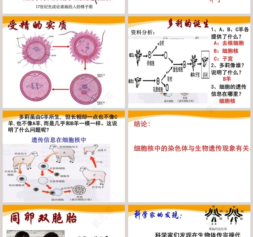 第五节-遗传与进化教学ppt课件第4张