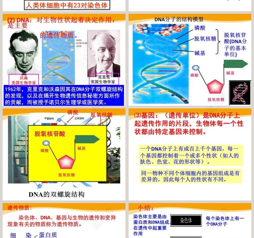 第五节-遗传与进化教学ppt课件第6张