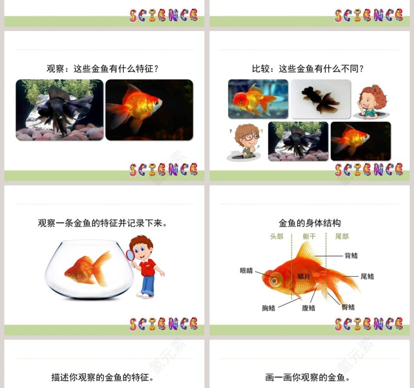 0-金 鱼教学ppt课件第2张