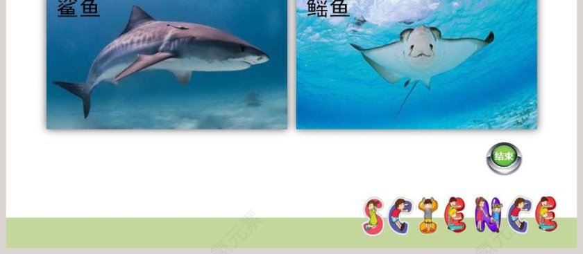 0-金 鱼教学ppt课件第4张