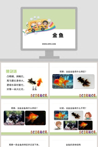 0-金 鱼教学ppt课件