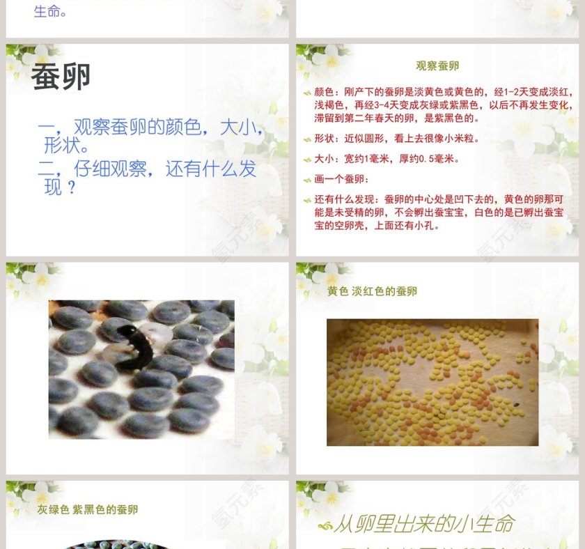 蚕宝宝出生了教学ppt课件第2张