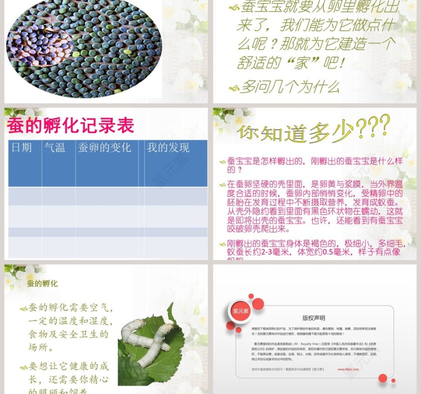 蚕宝宝出生了教学ppt课件第3张