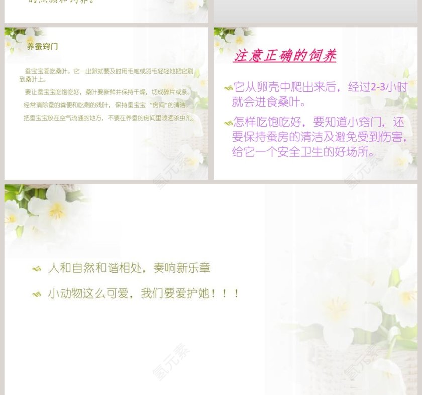 蚕宝宝出生了教学ppt课件第4张