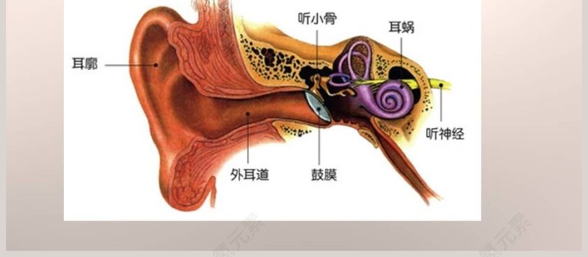 怎样听到声音青岛版五年级科学上册PPT模板下载第4张