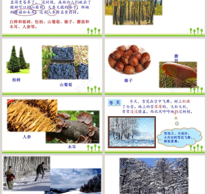 课文解读三年级语文上册美丽的小兴安岭语文课件PPT第6张