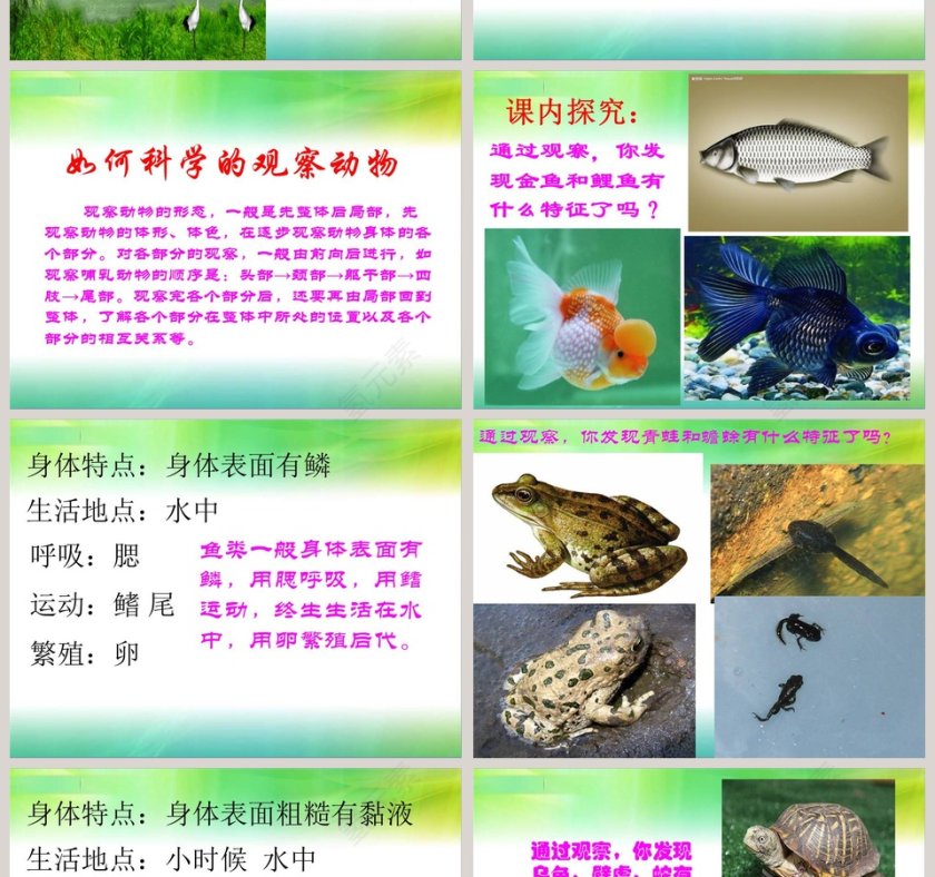 多样的动物教学ppt课件第2张
