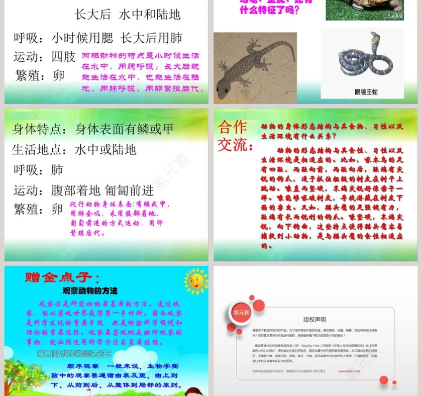 多样的动物教学ppt课件第3张