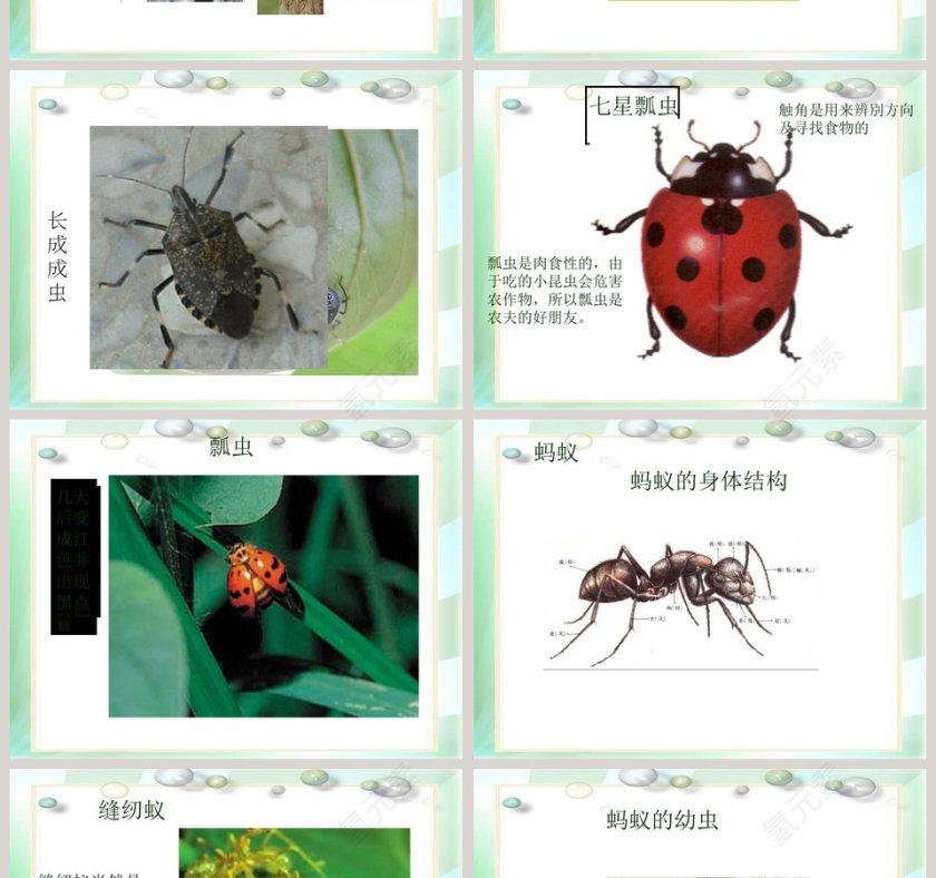 校园里有哪些动植物教学ppt课件第2张