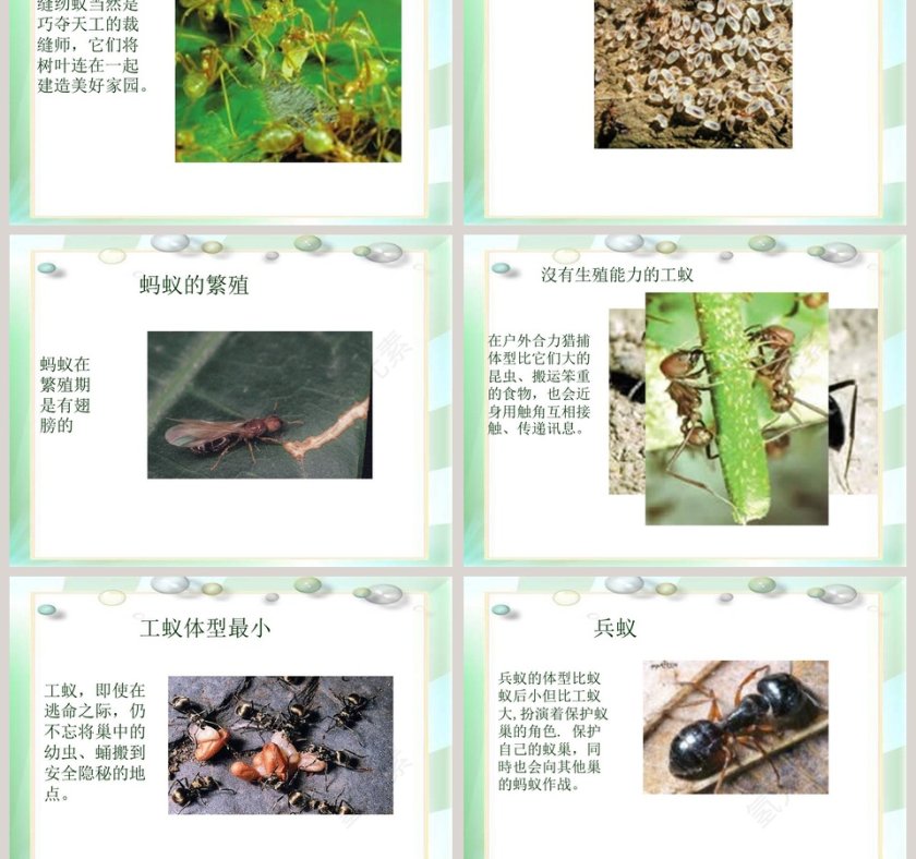 校园里有哪些动植物教学ppt课件第3张