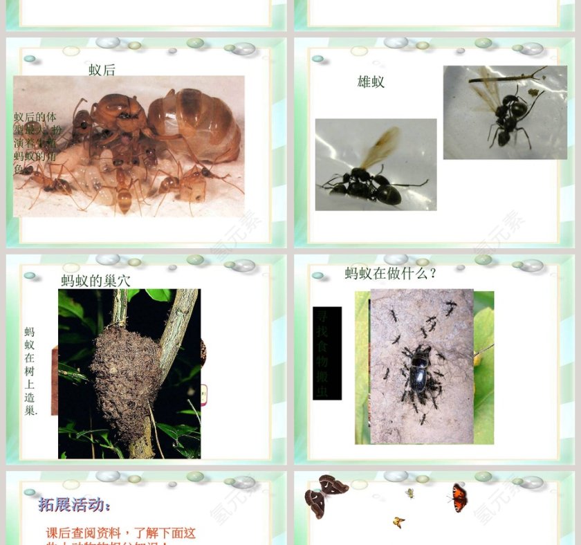 校园里有哪些动植物教学ppt课件第4张