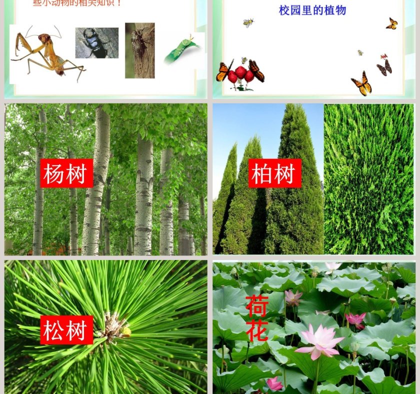 校园里有哪些动植物教学ppt课件第5张