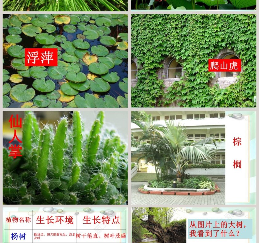 校园里有哪些动植物教学ppt课件第6张