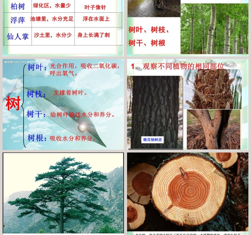 校园里有哪些动植物教学ppt课件第7张