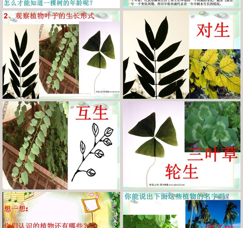 校园里有哪些动植物教学ppt课件第8张